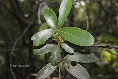 Litsea quinqueflora